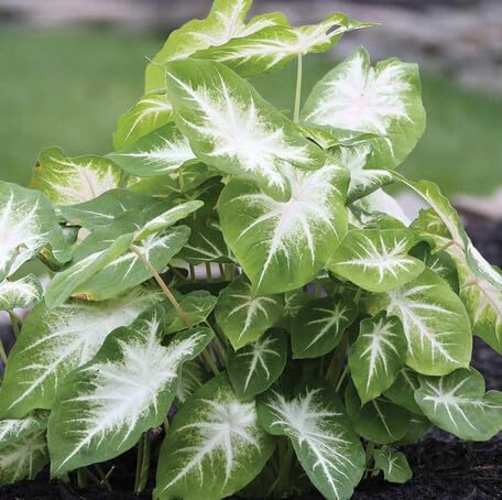 Green White Caladium - Heirloom, Non - Gmo Seeds
