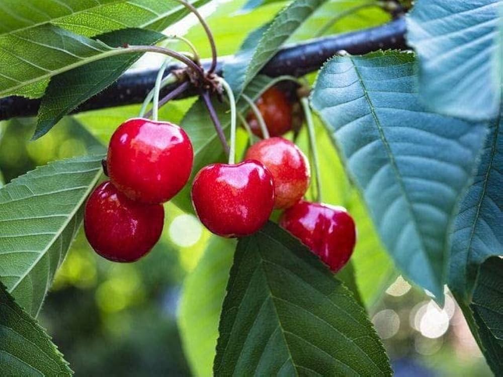 USA Heirloom Organic Fugenzo Cherry Tree Seeds pcs