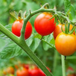 Cherry Tomato Solanum Lycopersicum Seeds for planting in kitchen garden