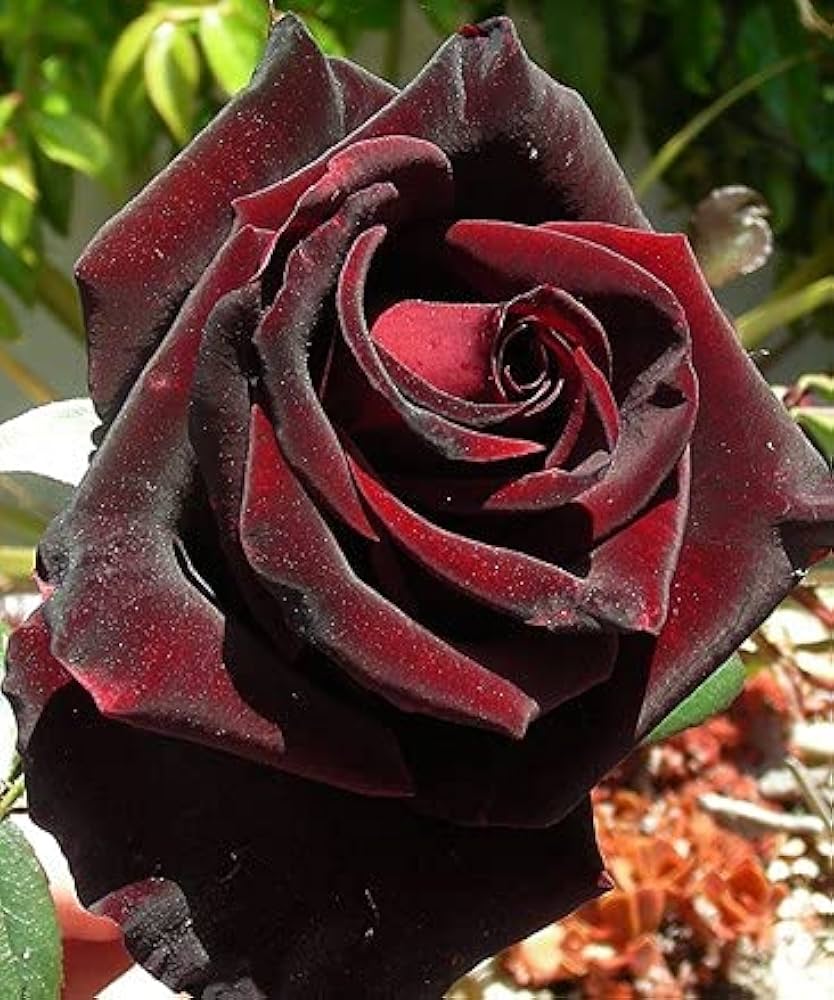 Rose Rosa Hybrida Black Flower Seeds for Planting – Best for Decorative Home Garden and Backyard Borders