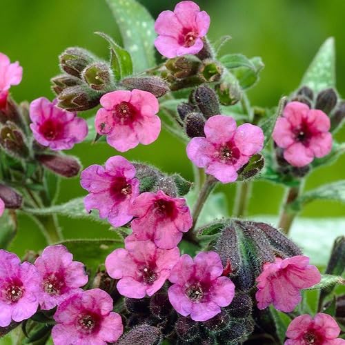 Pink Violet Pulmonaria Flower Heirloom Non-GMO High Germination Organic Garden Seeds