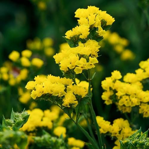 Yellow Statice Flower - Heirloom, Non - Gmo Seeds