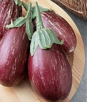 Red Eggplant Solanum melongena for planting in urban garden
