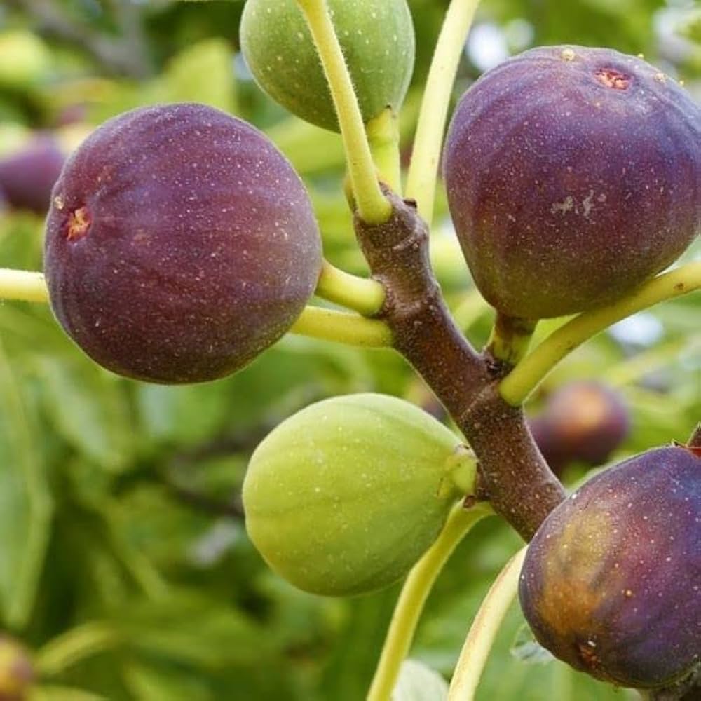 Ficus Carica Seeds for Planting Ficus carica for home gardens and vegetable patches