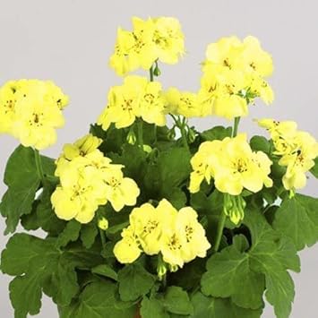 Pelargonium Flower Seeds in Yellow for Garden - 100 pcs for planting in your garden.