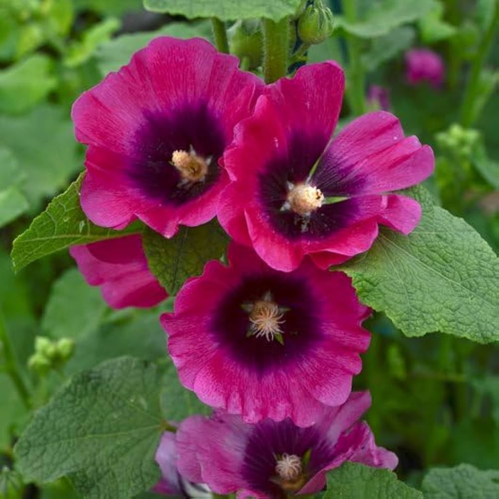 Hollyhock Seeds - Henry VIII - Red