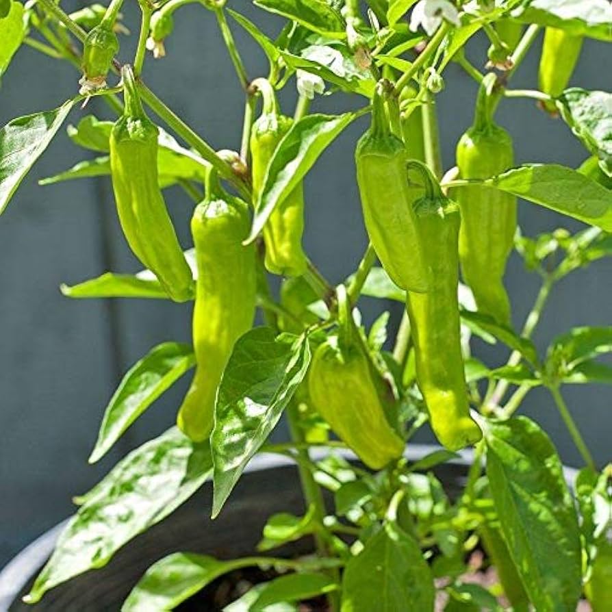 Golden Greek Pepperoncini Capsicum annuum hot pepper seeds for planting in home garden
