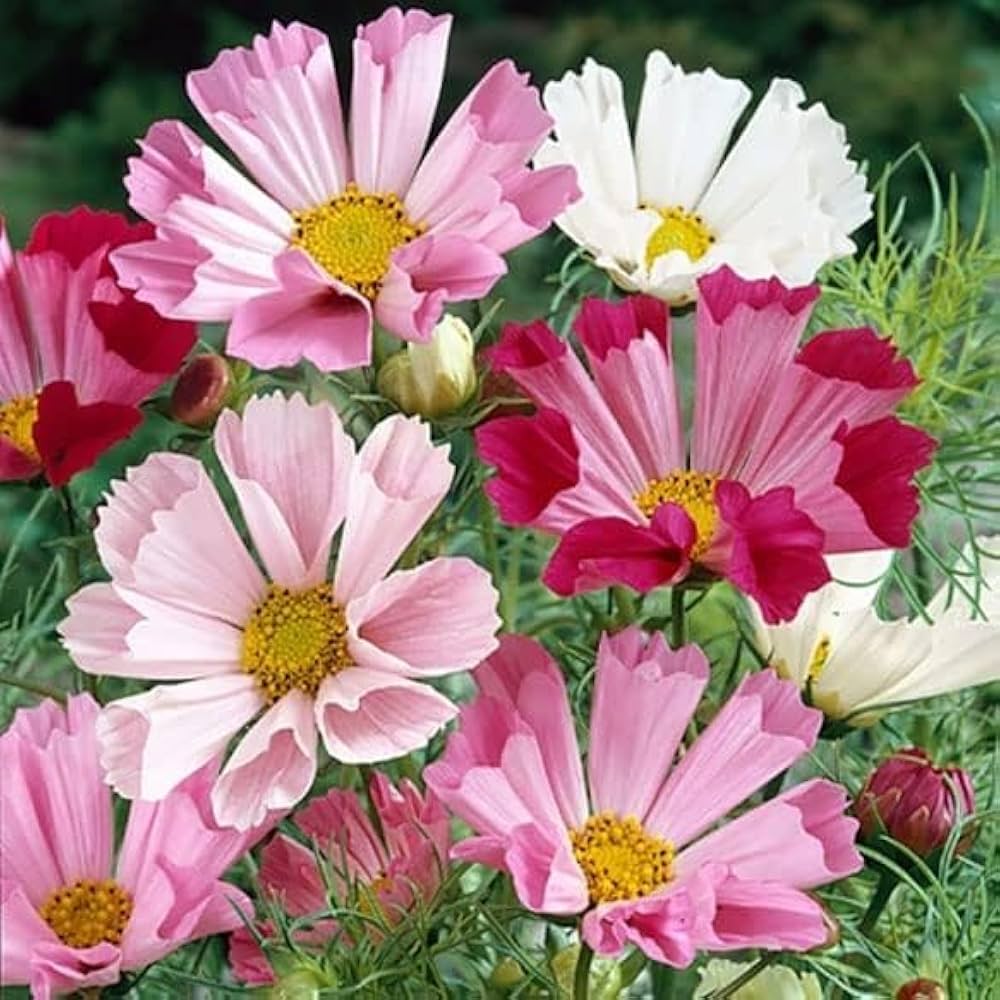 Cosmos Flower Seeds Sea Shells Bipinnatus – Heirloom, Non-GMO, High Germination Organic Garden Seeds