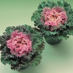 Pink Kale Brassica napus seeds for garden planting