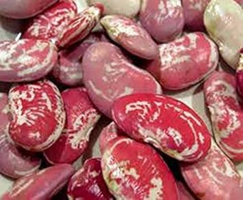 Red Bean Heirloom Non Gmo Image