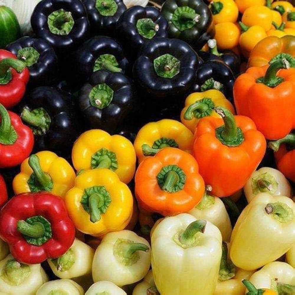 Golden Bell Pepper – Capsicum annuum – for planting in vegetable patch