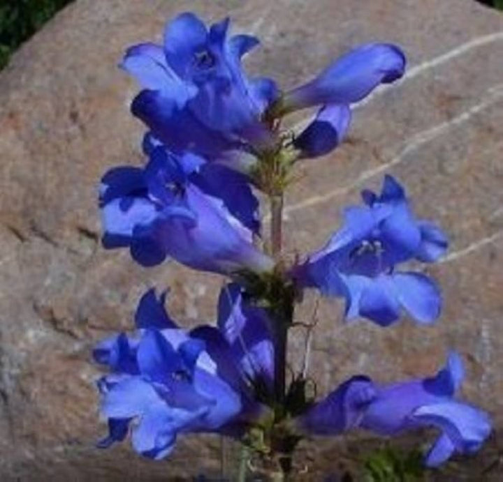 Penstemon Flower Seeds for Planting 100