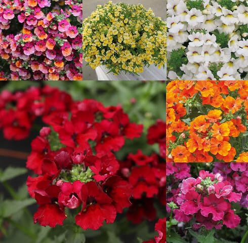 Mixed Nemesia Flower - Heirloom, Non - Gmo Seeds