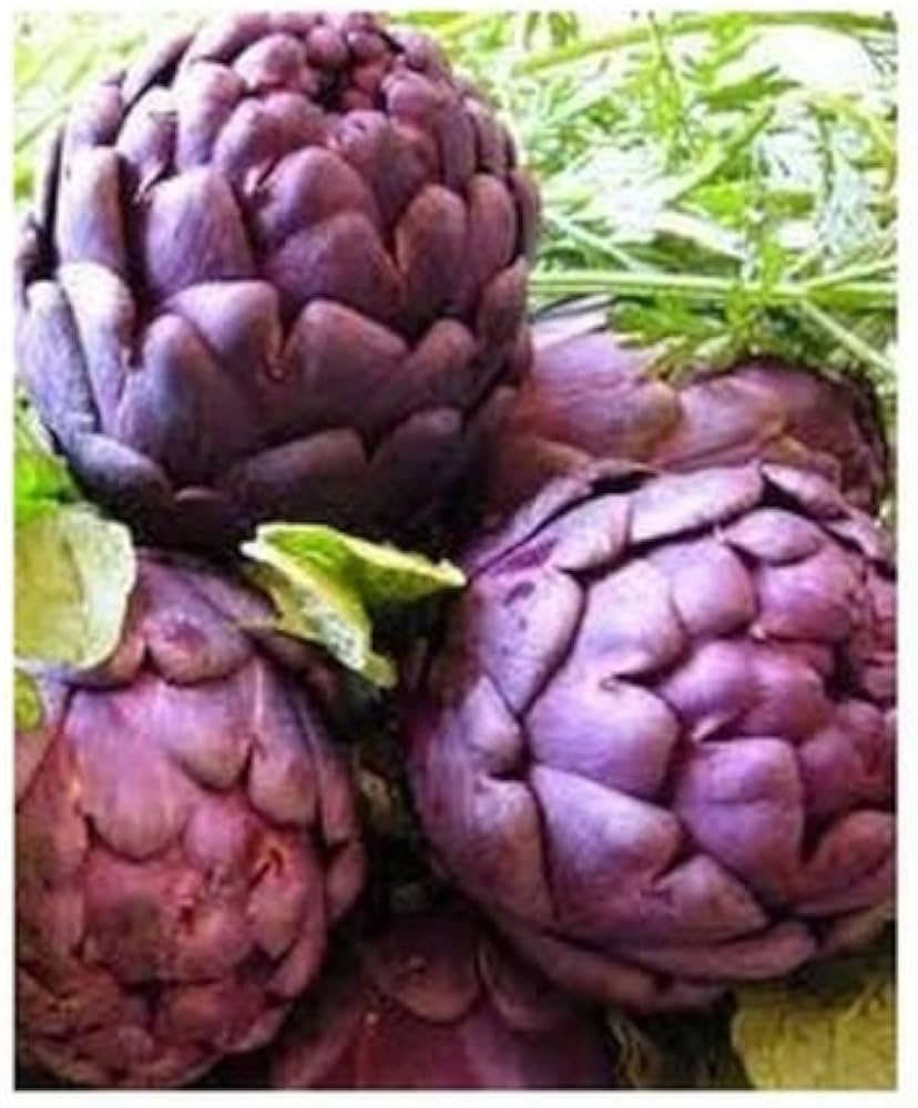 Artichoke Cynara Scolymus Purple Vegetable Seeds for Planting – Suitable for Edible Landscaping and Home Gardening
