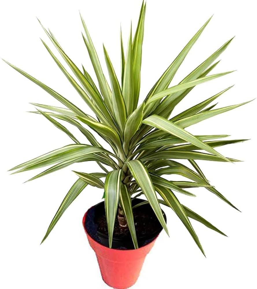 Yucca Elata Plant Seed Set for Hardy, Decorative Plants