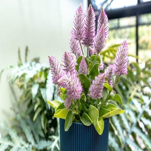 Pink Foxtail - Heirloom, Non - Gmo Seeds