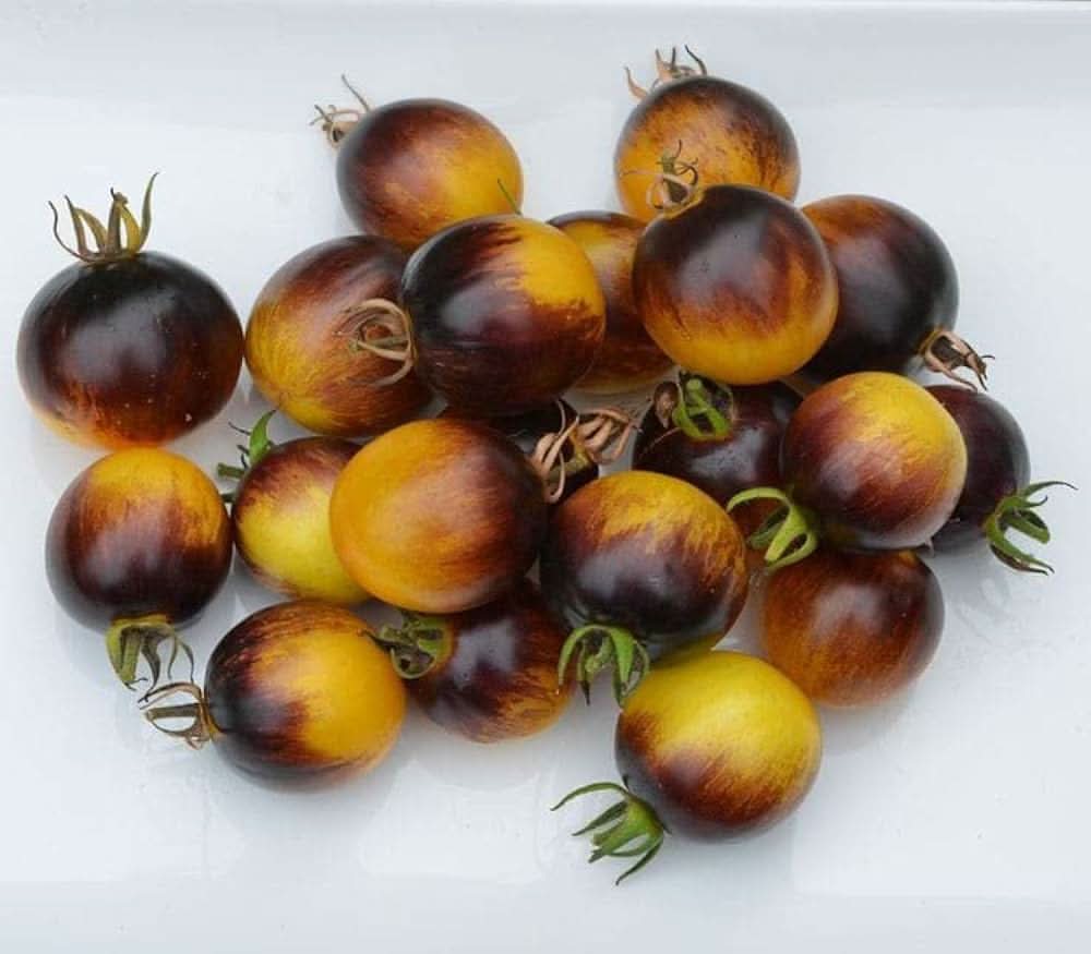 Brown Yellow Tomato Solanum lycopersicum for planting in vegetable patch