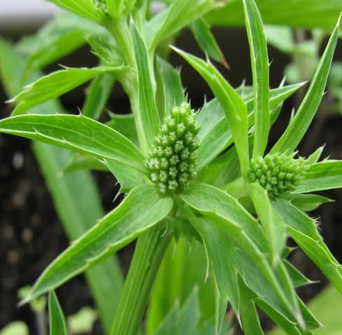Green Culantro - Heirloom, Non - Gmo Seeds