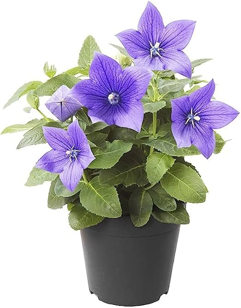 Blue Platycodon Balloon Flower Seeds