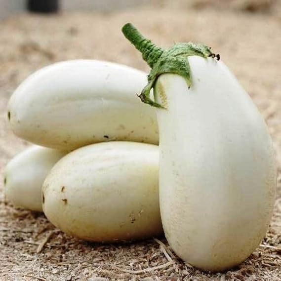 Eggplant Solanum Melongena White Vegetable Seeds for Planting – Heirloom Variety for Smooth Fruit and Fresh Cooking