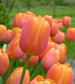Orange Tulip Flower Seeds for Planting – Heirloom, Non-GMO, Vibrant Blooms Dhara Seeds