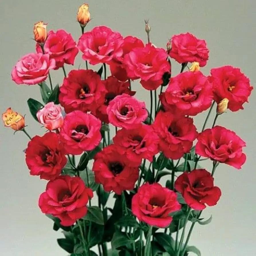 White & Red Eustoma (Lisianthus) Flower Seeds for Planting - Heirloom, NON-GMO Garden Seeds for planting in home garden