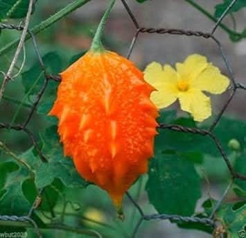 Orange Bitter Melon Vegetable Seeds for Planting heirloom & Non-GMO Seeds