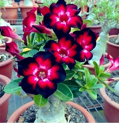 Red Black Adenium Flower