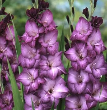 White Purple Gladiolus Flower Seeds – Heirloom, Non-GMO, for Colorful Garden Planting