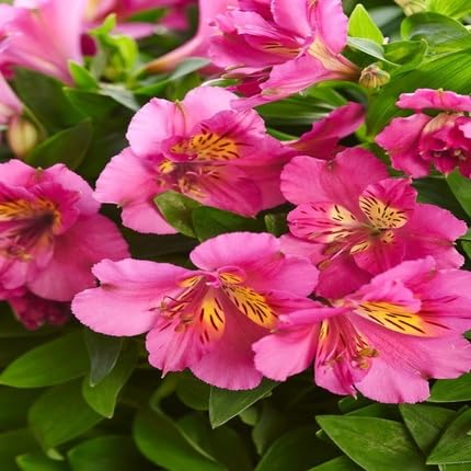 Alstroemeria Flower