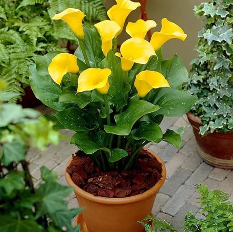 Yellow Calla Lily Flower - Heirloom, Non - Gmo Seeds