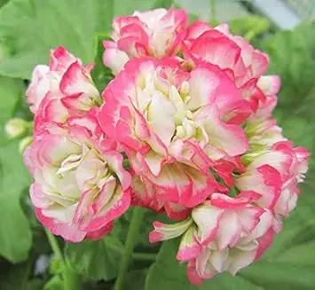 Geranium Apple Blossom Pink Flower Seeds for Planting NON GMO Seeds for planting in home garden