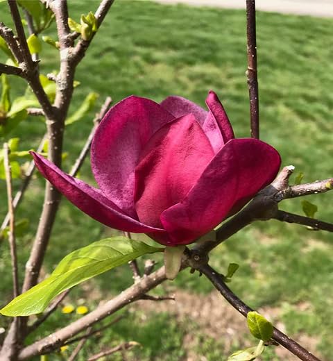 Maroon Yulan Flower