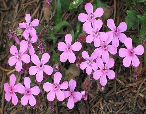 Pink Saponaria Flower - Heirloom, Non - Gmo Seeds