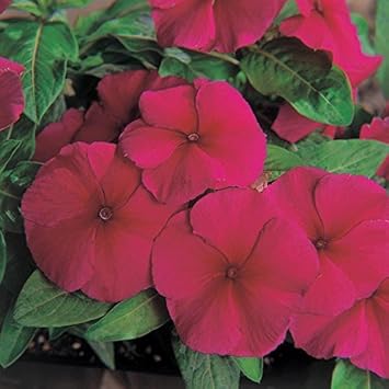 Purple Vinca Flower Seeds for Planting, 100 seeds for planting in home garden