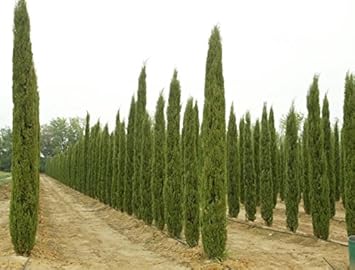 Green Cypress Heirloom Non Gmo Image