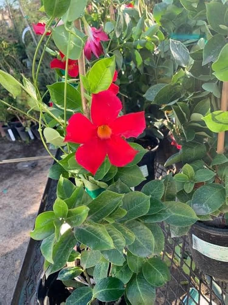 Rare Dipladenia Sanderi Mandevilla Seeds