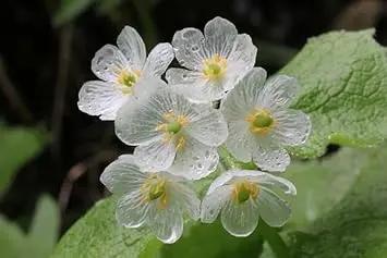 Transparent Skeleton Flower Seeds for Planting - NON GMO Seeds for planting in home garden