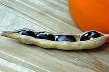 Black Bean Seeds for Planting