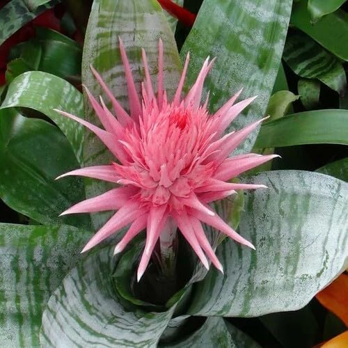 Pink Bromeliad Flower