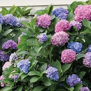 Mixed Hydrangea Flower Seeds - 100 pcs
