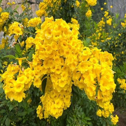 Yellow Esperanza Flower - Heirloom, Non - Gmo Seeds