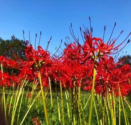 Red Higanbana Flower - Heirloom, Non - Gmo Seeds