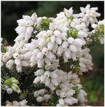 Heirloom Non-GMO Kinlochruel White Heather Seeds