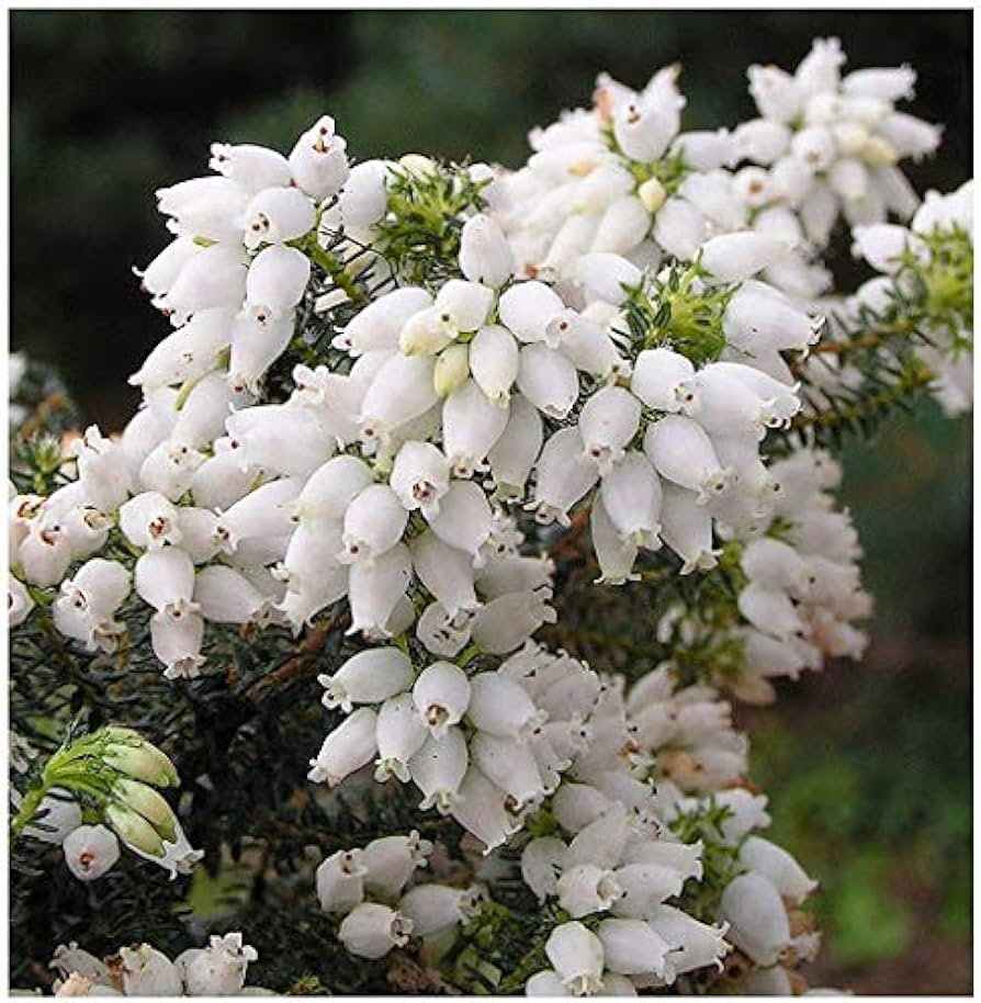 Heirloom Non-GMO Kinlochruel White Heather Seeds
