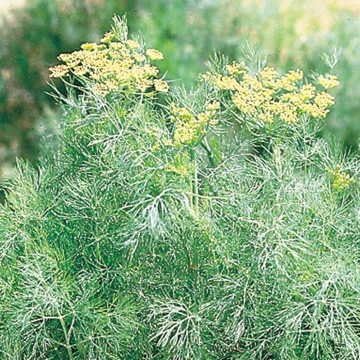 Fragrant Herb Dill Edible Flower Seeds ( )