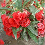 Edelsteinrosen Climbing Flower Seeds for Vertical Garden Displays
