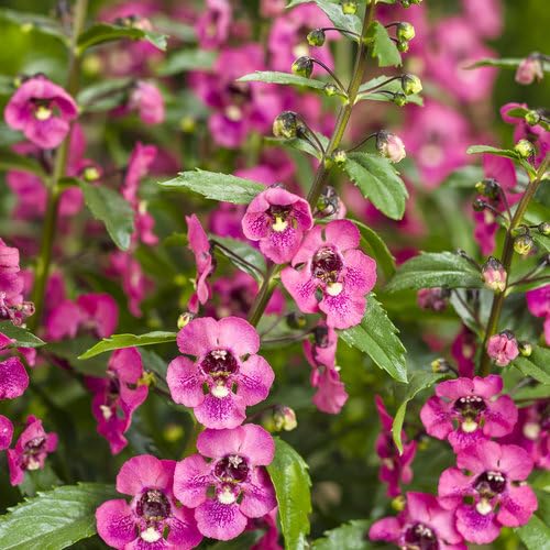 Pink Angelonia Flower