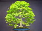 Sump Maple Tree Green Heirloom Non Gmo Image