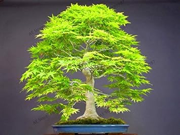 Sump Maple Tree Green Heirloom Non Gmo Image